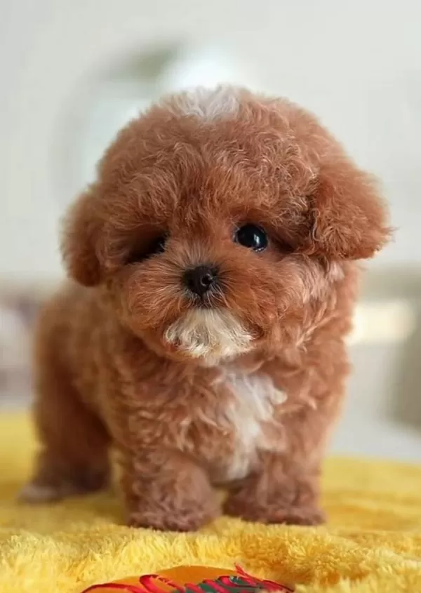 Kore bebeğimiz Maltipoo