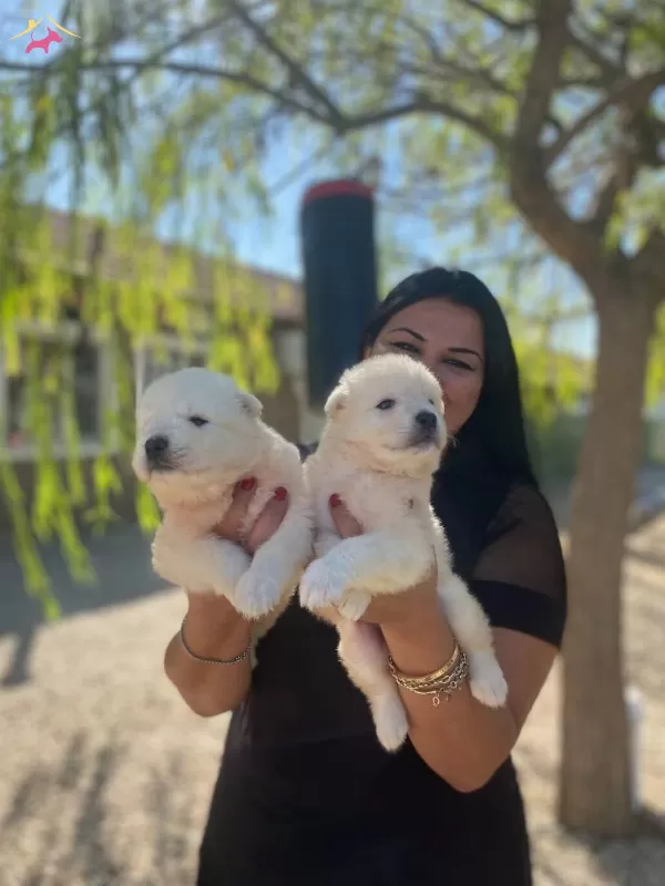Pamuk Gibi Safkan Samoyed Yavrularım