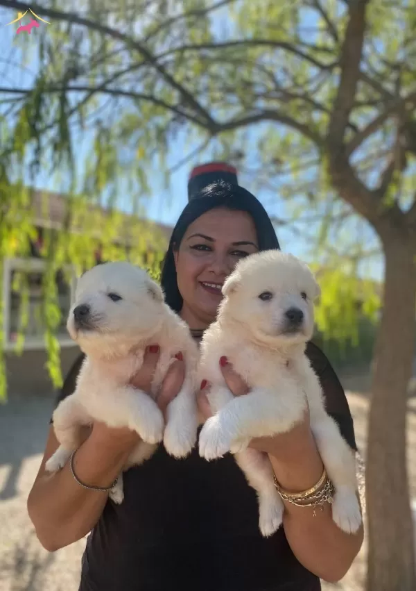Pamuk Gibi Safkan Samoyed Yavrularım
