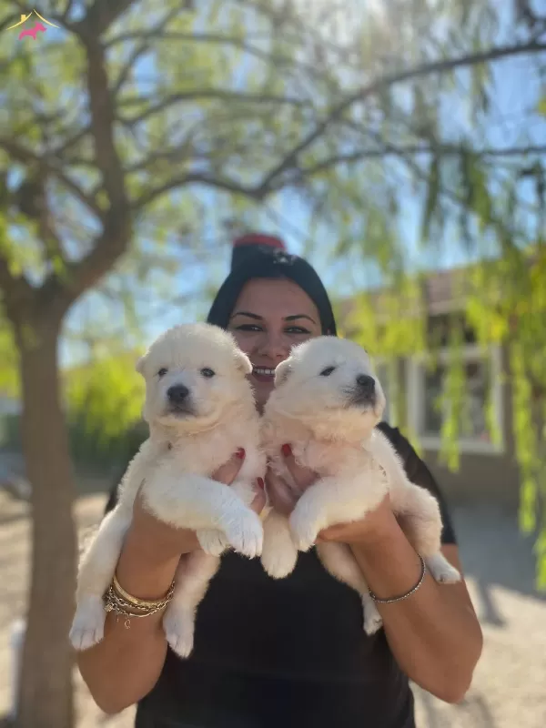 Pamuk Gibi Safkan Samoyed Yavrularım