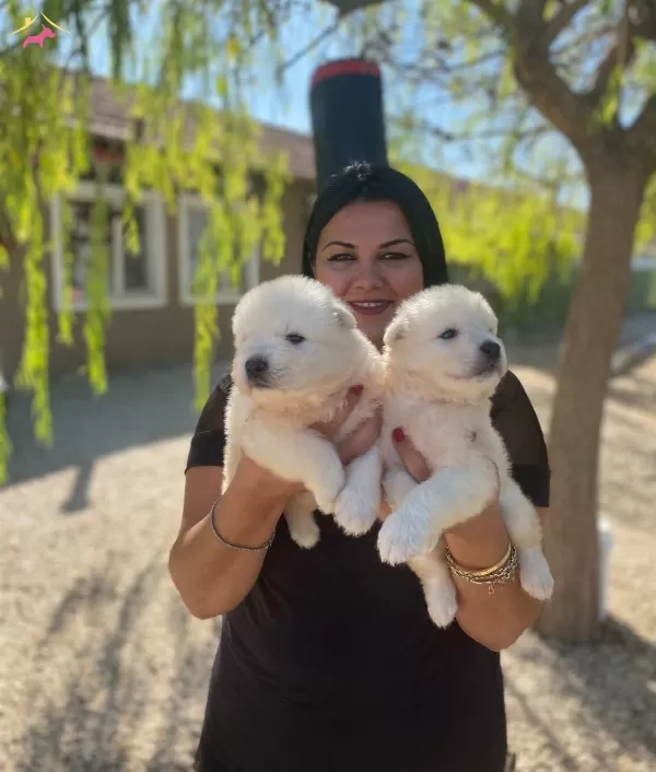 Pamuk Gibi Safkan Samoyed Yavrularım