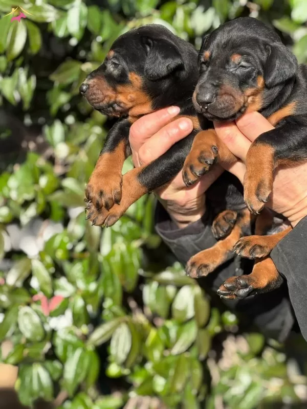 Safkan King Doberman Yavrularım