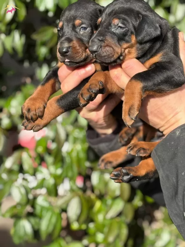 Safkan King Doberman Yavrularım