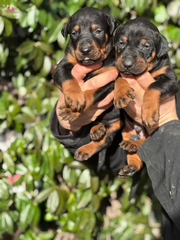 Safkan King Doberman Yavrularım