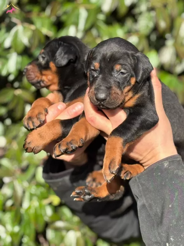 Safkan King Doberman Yavrularım