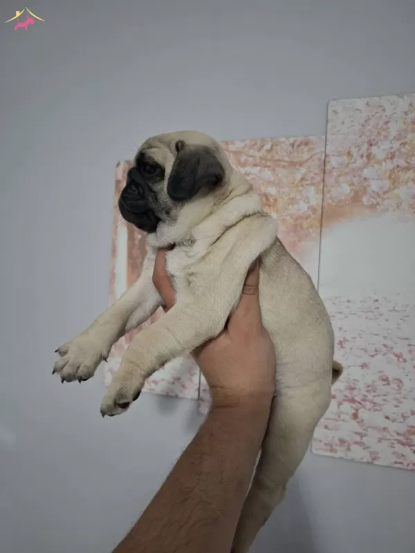 Muhteşem Pug Mops Bebekler