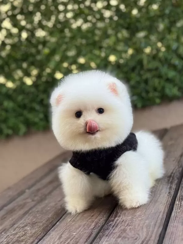 Ayıcık Surat Pomeranian Yavrular