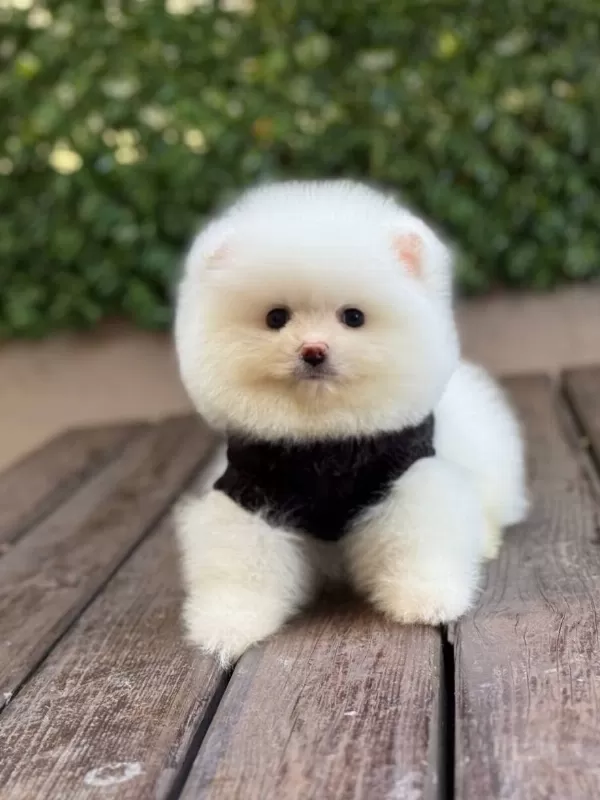 Ayıcık Surat Pomeranian Yavrular