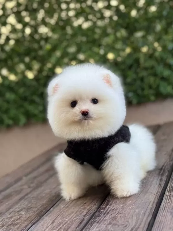 Ayıcık Surat Pomeranian Yavrular