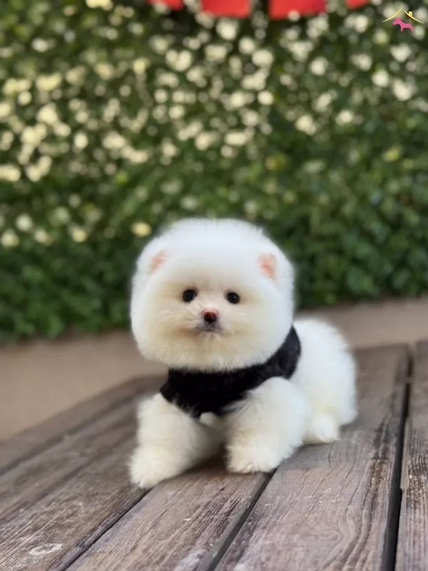 Ayıcık Surat Pomeranian Yavrular