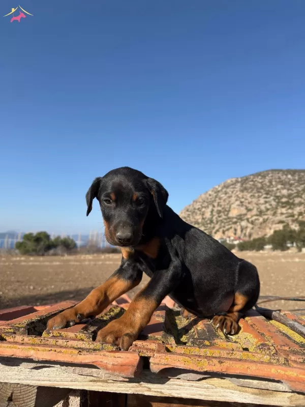 Black Tan Doberman Yavrularımiz Omurluk Ailesini Ariyor