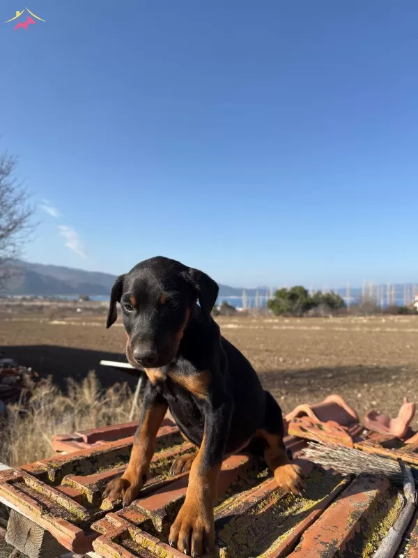 Black Tan Doberman Yavrularımiz Omurluk Ailesini Ariyor