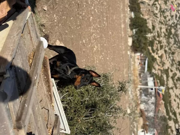 Black Tan Doberman Yavrularımiz Omurluk Ailesini Ariyor