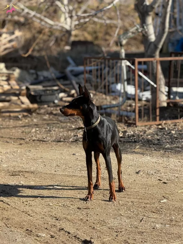 Black Tan Doberman Yavrularımiz Omurluk Ailesini Ariyor
