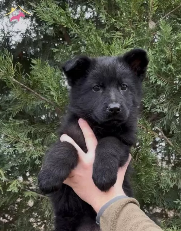Disi Uzun Ve Kısa Tuylu Siyah Alman Kurdu Yavru