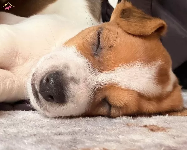 Safkan Kısa Bacak Jack Russel