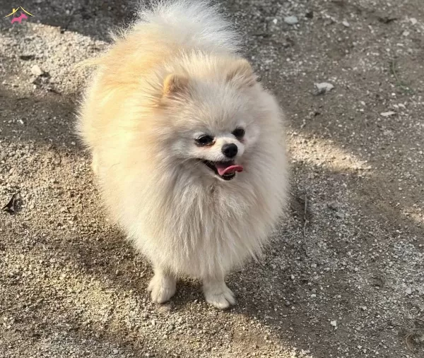 14 Aylık Beyaz Disi Pomerain Boo
