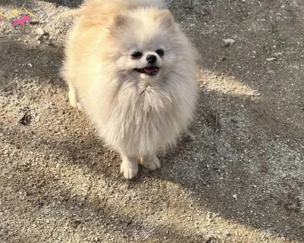 14 Aylık Beyaz Disi Pomerain Boo