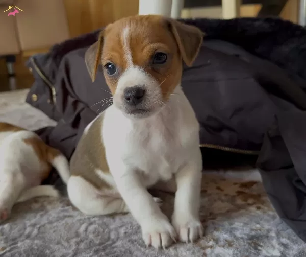 Safkan Kısa Bacak Jack Russel
