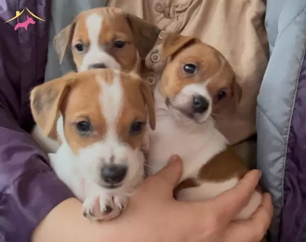 Safkan Kısa Bacak Jack Russel