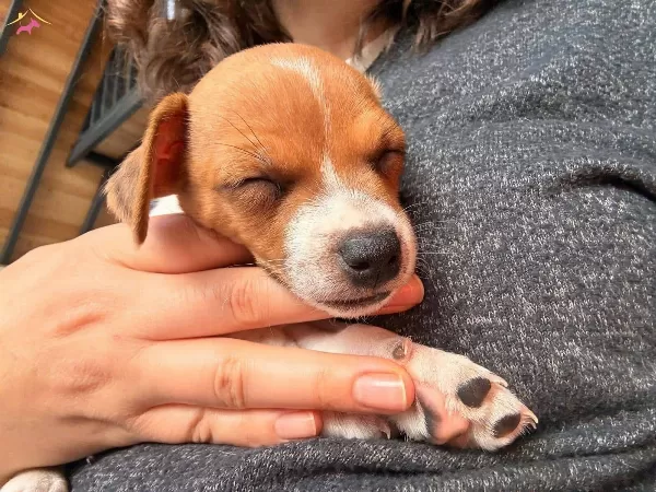 Safkan Kısa Bacak Jack Russel