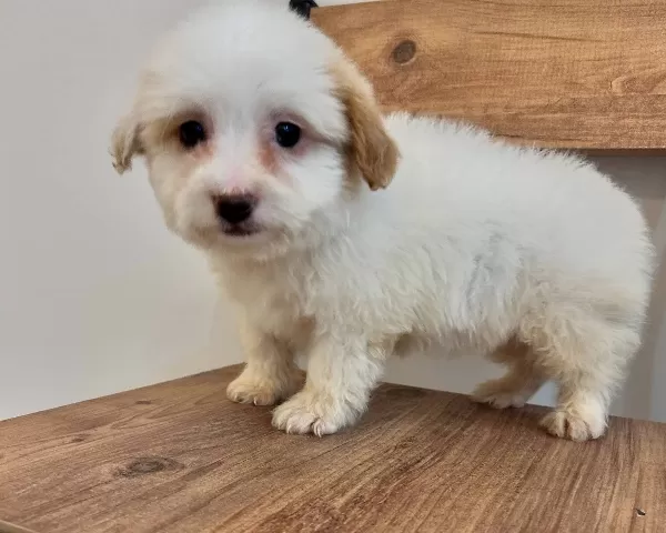 Şeker Maltipoo Bebekler