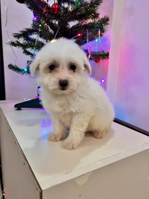 Şeker Maltipoo Bebekler