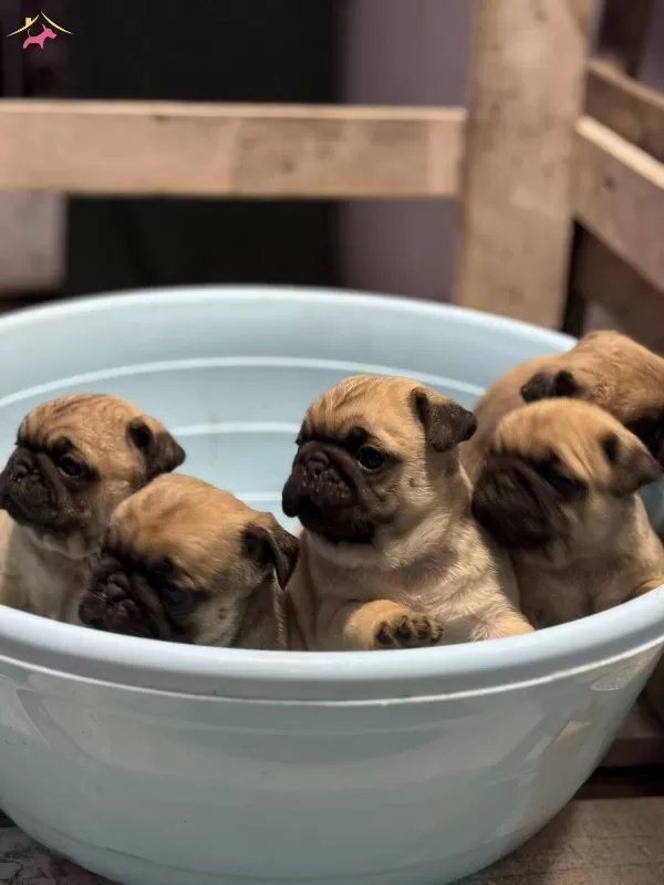 Show Class Pug Mops Bebekler