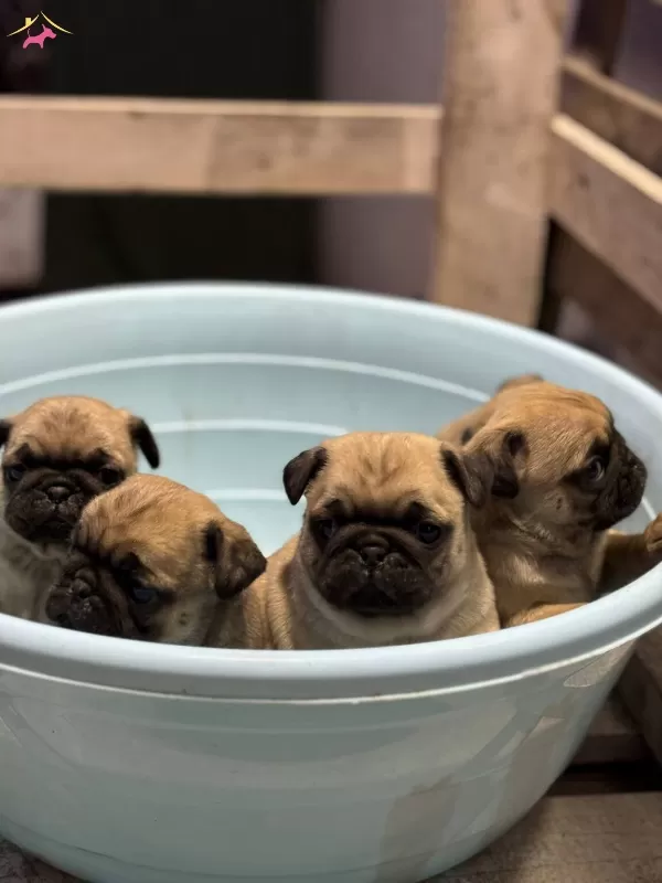 Show Class Pug Mops Bebekler