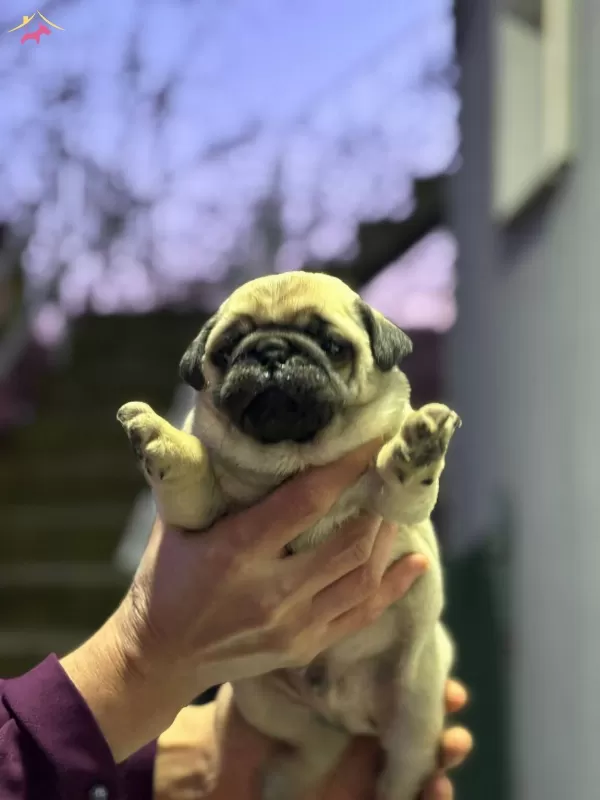 Show Class Pug Mops Bebekler
