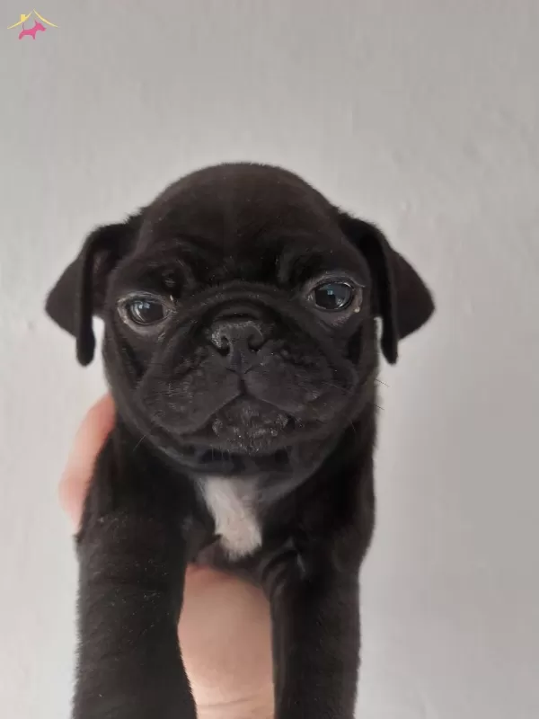 Siyah Pug Erkek Yavru