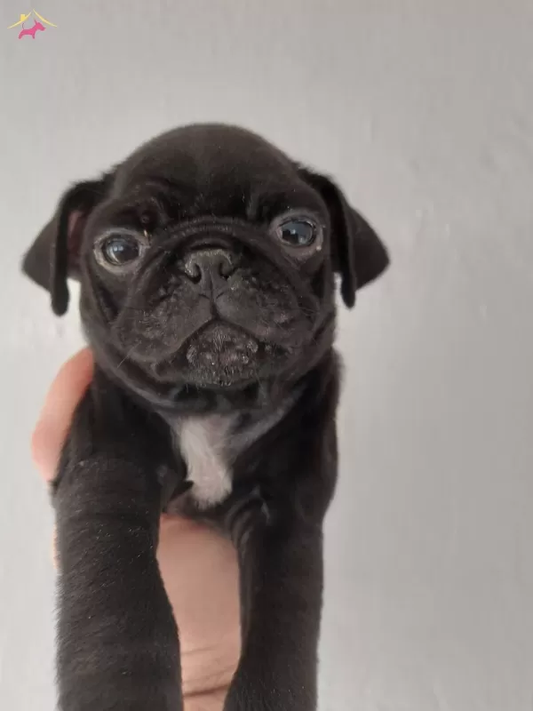 Siyah Pug Erkek Yavru