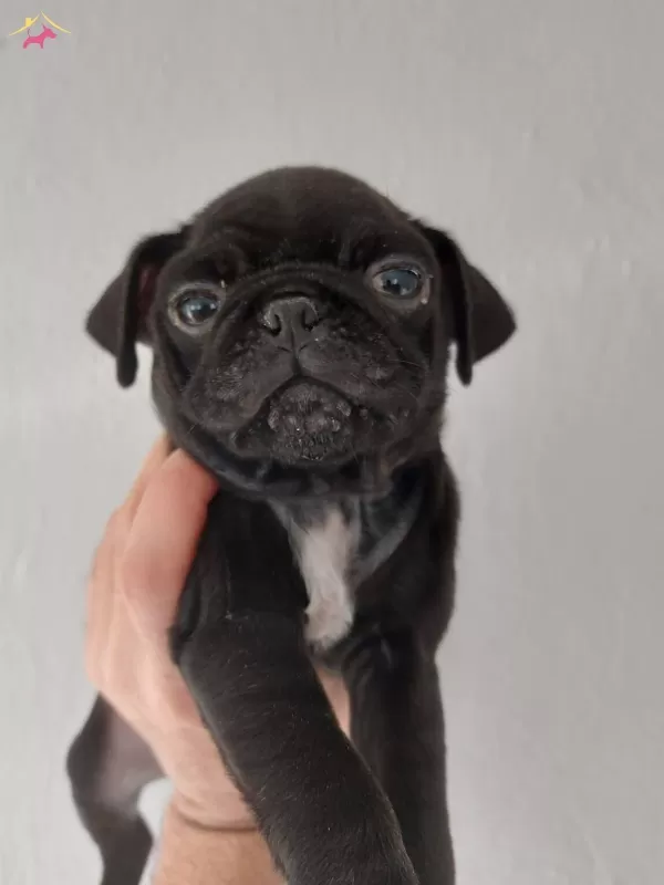 Siyah Pug Erkek Yavru