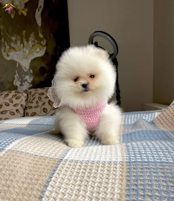 Pomeranian Bo Disi Yavru