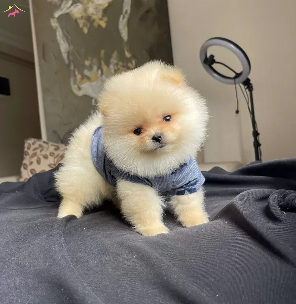Tatlimi Tatli Pomeranian Boo