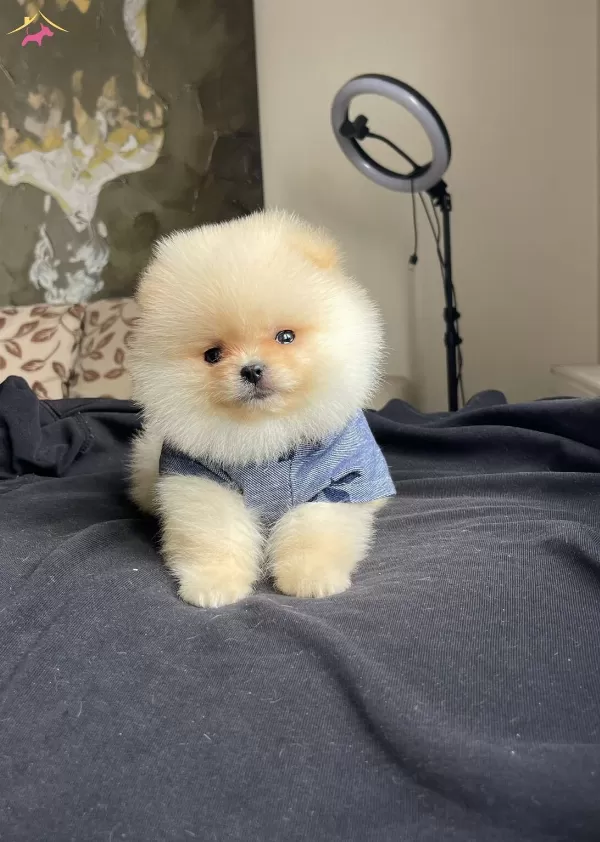 Tatlimi Tatli Pomeranian Boo