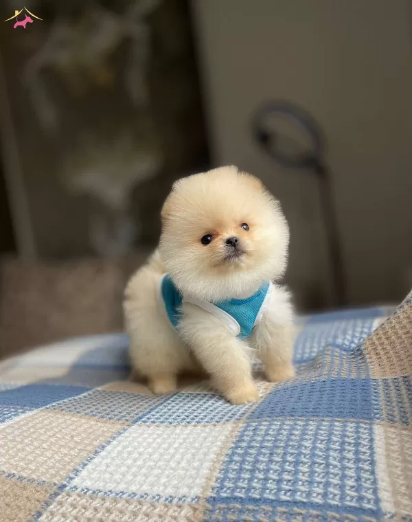 Tatlimi Tatli Pomeranian Boo