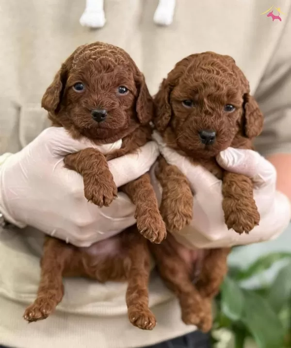 Istanbul Un Gerçek Toy Poodle Bebekleri