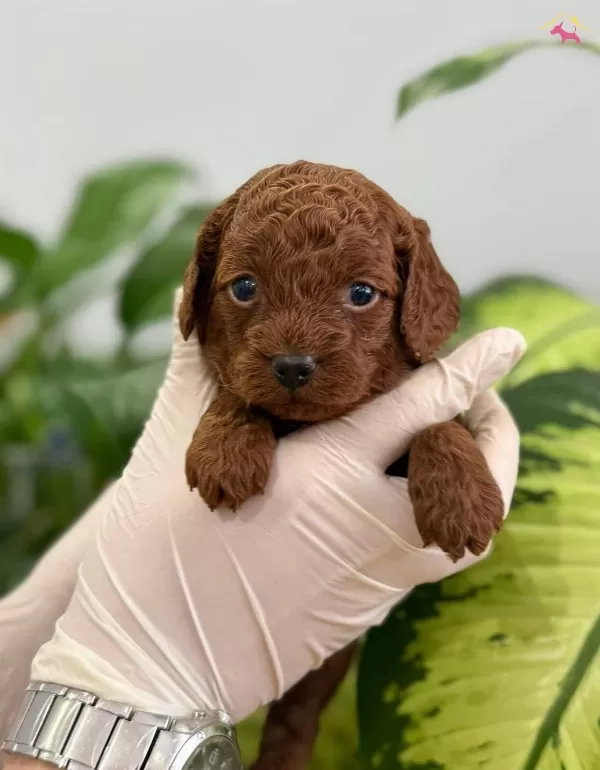 Istanbul Un Gerçek Toy Poodle Bebekleri