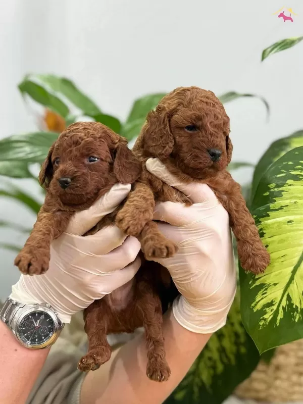 Istanbul Un Gerçek Toy Poodle Bebekleri