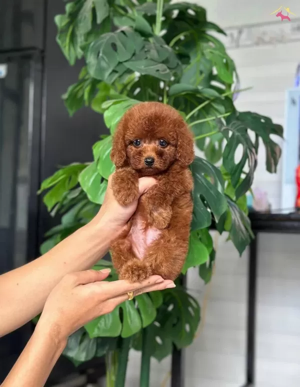 Istanbulda Kapida Odemeli Toy Poodle Bebeklerim
