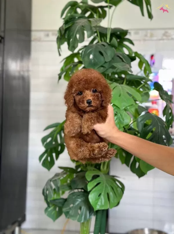 Istanbulda Kapida Odemeli Toy Poodle Bebeklerim