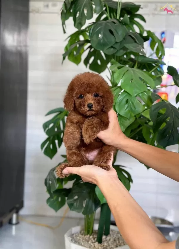 Istanbulda Kapida Odemeli Toy Poodle Bebeklerim