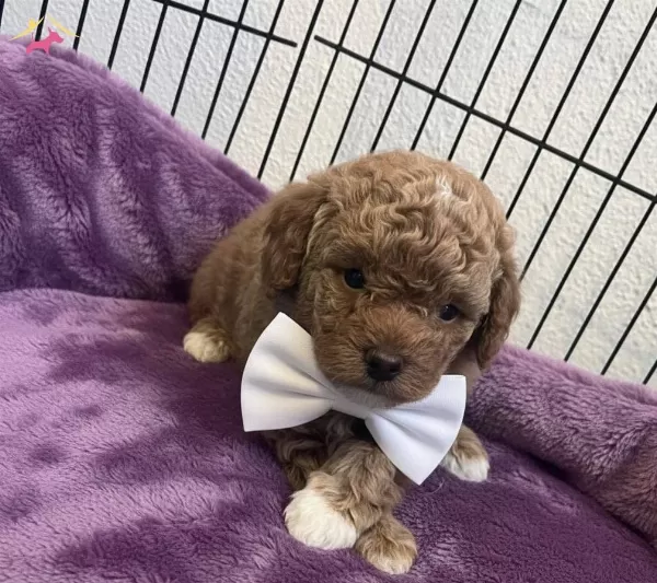Müthiş Guzellikte Poodle Bebekler