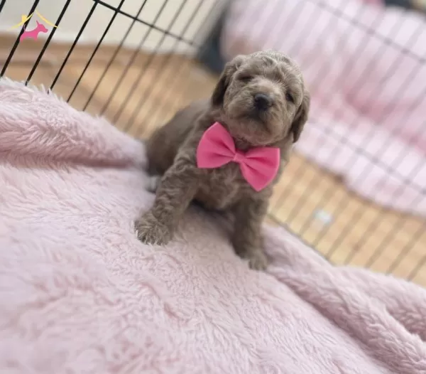 Müthiş Guzellikte Poodle Bebekler