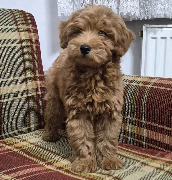 A Kalite Toy Poodle