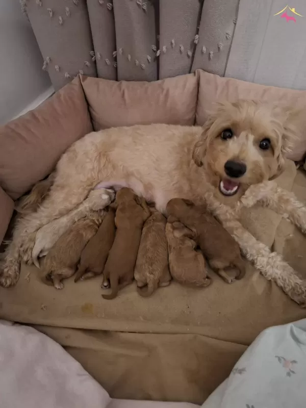 Fırsat Yavruları Bebek yüzlü Maltipoo Evde Buyuyen
