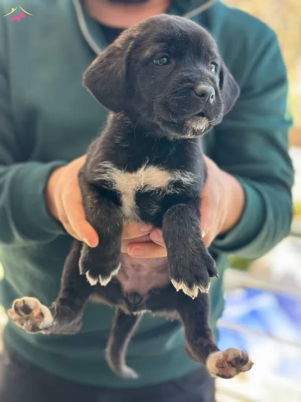 Cane Corso Yavrularımız Sizlerle