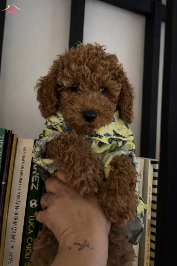 Ev Ortamında Buyuyen Orijinal Toy Poodle