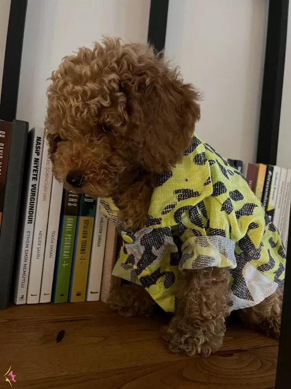 Ev Ortamında Buyuyen Orijinal Toy Poodle
